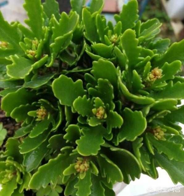 头条问答 - 长寿花的叶子都有什么形吠?(3个回答)