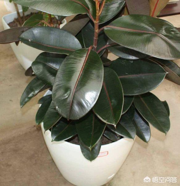 印度橡皮树如何分叉:橡皮树打顶后怎么养护才能长出更多的侧芽？