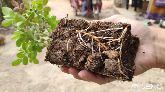 家养月季花栽培:请教，灌园种花大叔，；园土种月季注意事项有哪些？