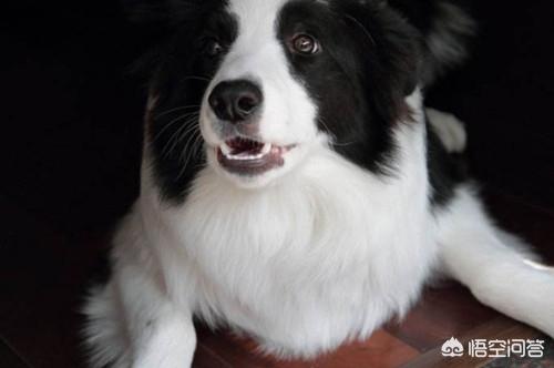 阿尔萨斯牧羊犬图片:牧羊犬走路腿没力气该怎么办？