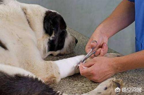 阿尔萨斯牧羊犬图片:牧羊犬走路腿没力气该怎么办？