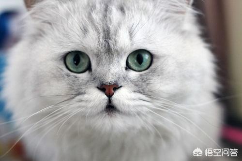 金吉拉猫图片:金吉拉不好好吃饭，金吉拉不好食怎么喂？