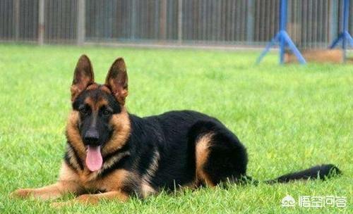 猫论坛德国牧羊犬视频:德国牧羊犬得了关节炎，怎么办才好？