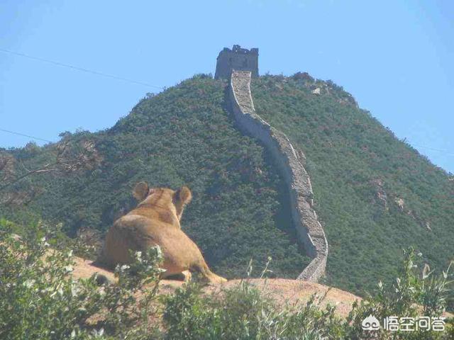 野生大熊猫误入水电站落水:为什么吃过人的老虎一定要杀死？