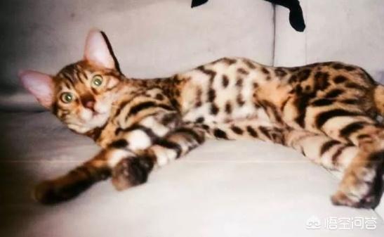 何兴丽摔狗案件:中国留学生虐猫被控告，你怎么看？