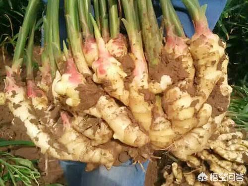 秋田犬八千今天巡视微风花市:去云南旅游一次大概需要花多少钱？