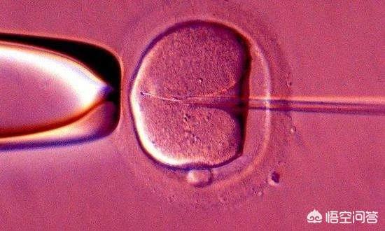 为什么试管促排取卵数量很多，但是最后做成的胚胎却很少？  第2张