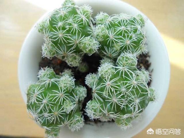 玉怎么样才算被养活了,怎么样才能看出移栽大银杏树是否成活呢？