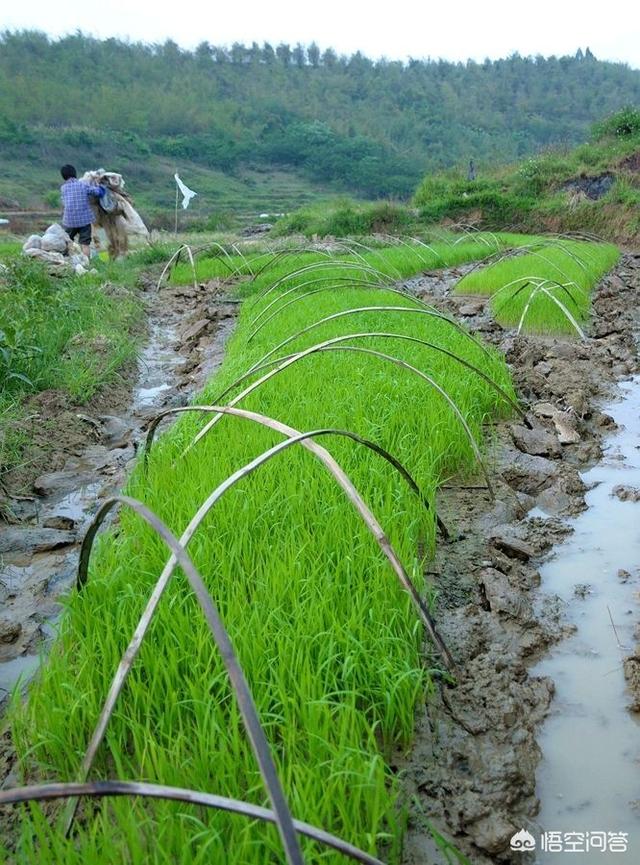 头条问答 - 稻谷育秧苗都在什么时候?各地应不同吧?(8个回答)
