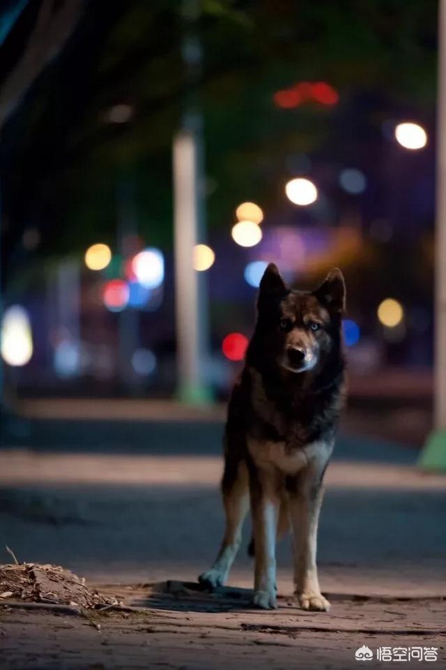 狗狗影视:电影那些有狗的故事作用在哪？