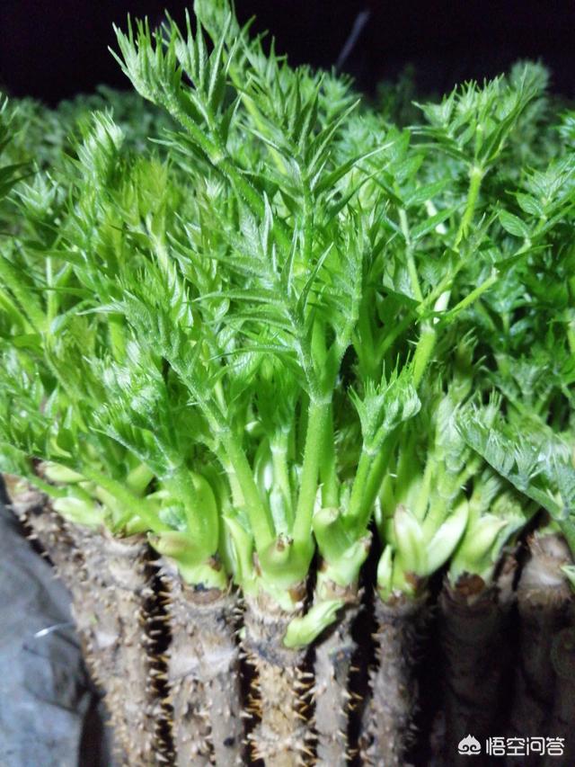 农村山头长的野菜刺苞头价格与香椿媲美,怎么实现人工种植？