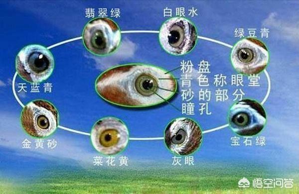 画眉鸟论坛生鸟挑选:如何从画眉鸟的眼睛，判断画眉鸟的优劣？