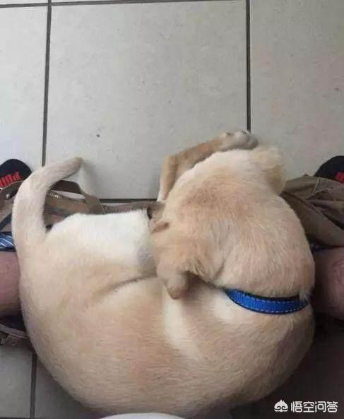 狗狗心事2最新章节:为什么有时主人上个厕所小狗都要跟，关上门还要嘤嘤的叫？