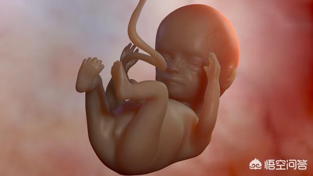 36周的胎宝宝图片图片