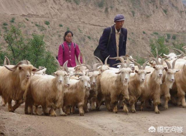 杀猪杀羊时,只有猪叫而羊不叫吗?为什么?-芃睿知识网