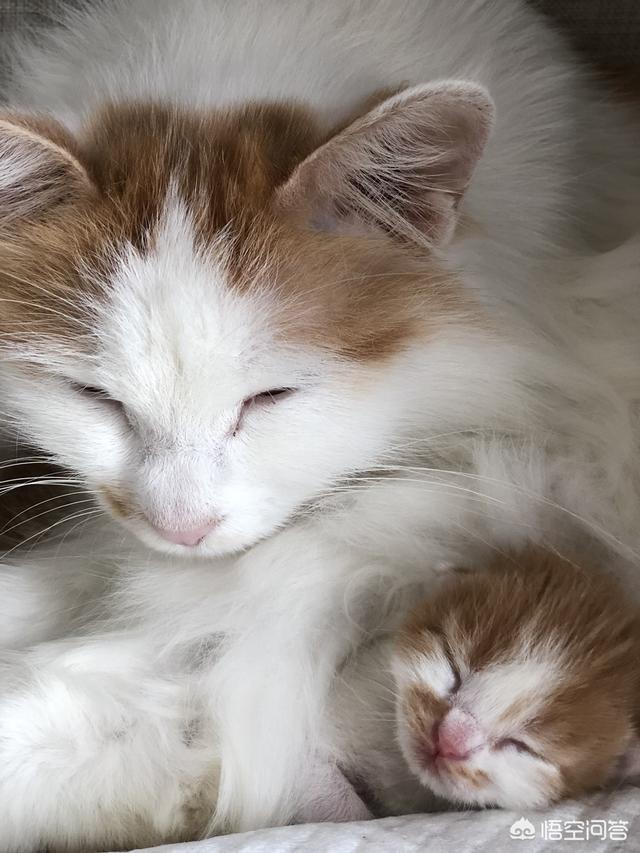 我们家猫咪快要生了，跟前跟后的一直望着我叫，给猫粮也不吃了。是什么原因？插图6