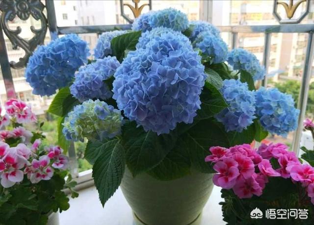 供应八仙花:八仙花花语 八仙花如何从红转蓝？有哪些实用的方法？