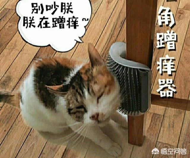 折耳猫踩奶是什么意思:猫往人身上蹭是什么意思？