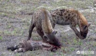 藏 獒:大型的纯种藏獒与鬣狗搏斗，无人类干预下，藏獒能打赢吗？