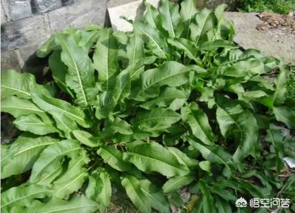 羊蹄子棵有什么营养?-百科网