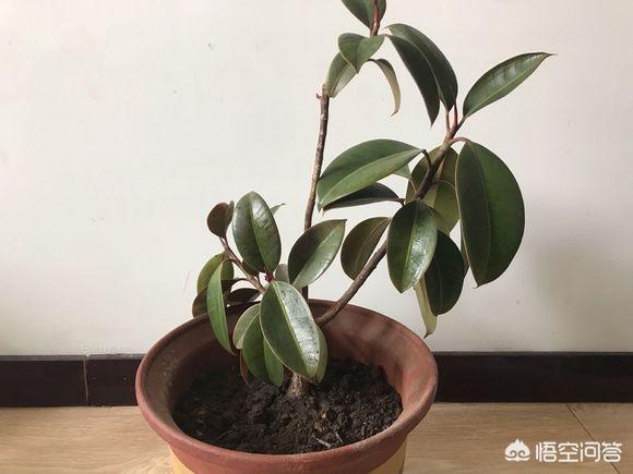 印度橡皮树如何分叉:橡皮树打顶后怎么养护才能长出更多的侧芽？