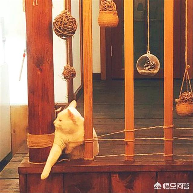 猫窝咖啡:都说猫咪高冷优雅，你养过逗比的猫咪吗？