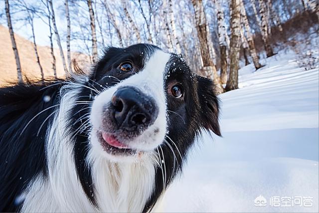 新疆马里努阿犬犬舍:新手请教：马犬适合家养吗？
