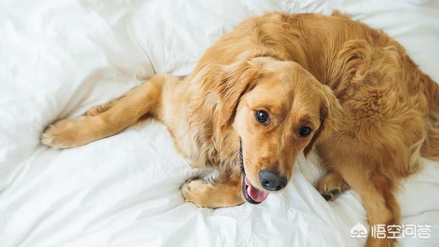 可卡犬图片大全:养哪些狗狗是比较聪明呢？