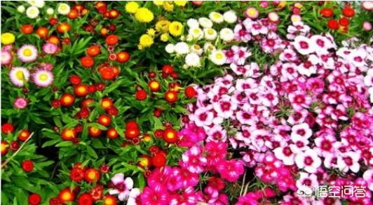 用一句诗说明你最爱的季节是什么？