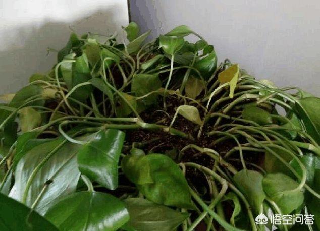 黄金葛图片及名称:绿萝与黄金葛有哪些区别？