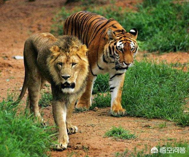 狮子属于猫科还是犬科，老虎和狮子到底谁才是百兽之王谁是百兽当中的霸主