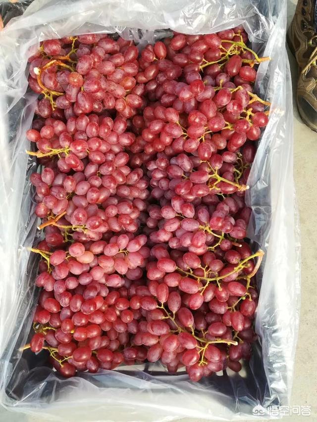 红宝石包括哪些品种,克瑞森和红宝石哪个更占优势？