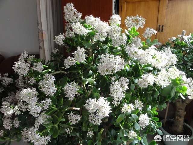 铁树图片:院里有一口直径六十高一米的缸，种什么好？