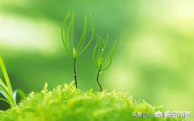 所谓传武大师，名师，宗师遇到了现代搏击，有的败的很惨，为什么？