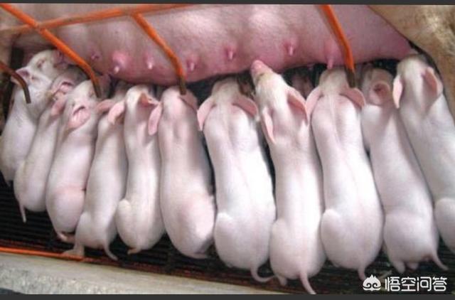 动物疾病预防:如何大规模预防猪牛羊等食用动物感染新冠病毒？
