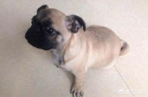 成年母巴哥犬怎么养:八哥犬生下来不怎么吃东西，八哥犬不吃东西需要喂什么？