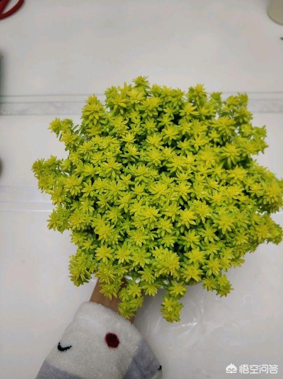 薄雪万年草扦插图解:黄金万年草如何才能养到爆盆？