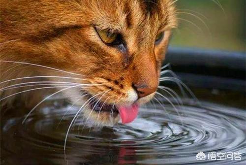 猫咪绝育后照片:猫绝育后脸变小了，公猫绝育后脸变尖怎么办？