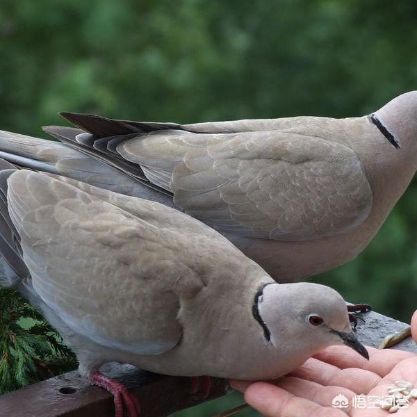 野鸽子和斑鸠的区别，人工养殖斑鸠，可以一公两母吗