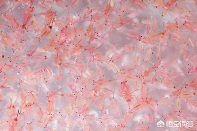 红虫是什么:对虾塘没有落虾就有红虫有影响吗？