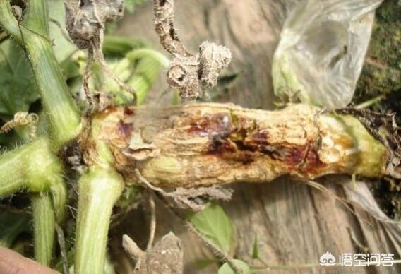 罗斯蔓 800:西瓜蔓枯病究竟是何种病害，值得防治吗？如何防治效果才会更好？