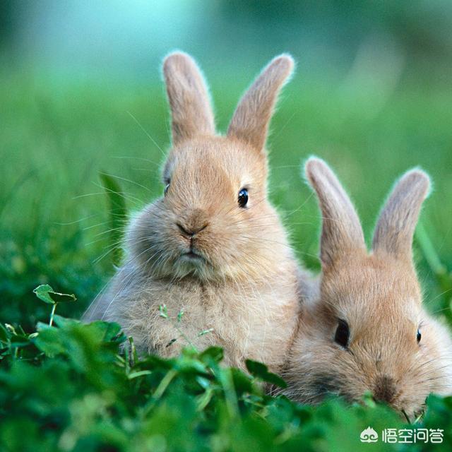兔子眼里有异物是咋回事，兔子眼球长白色东西，是怎么回事