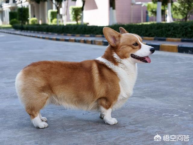 柯基犬图片:柯基犬常见的疾病有哪些？该怎么办？