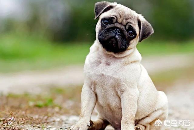 新都巴哥犬吧:巴哥犬消化不好能自愈吗，狗狗消化不好会自己好吗？