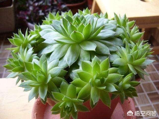 多肉植物栽培:网购多肉植物如何处理？如何种植？