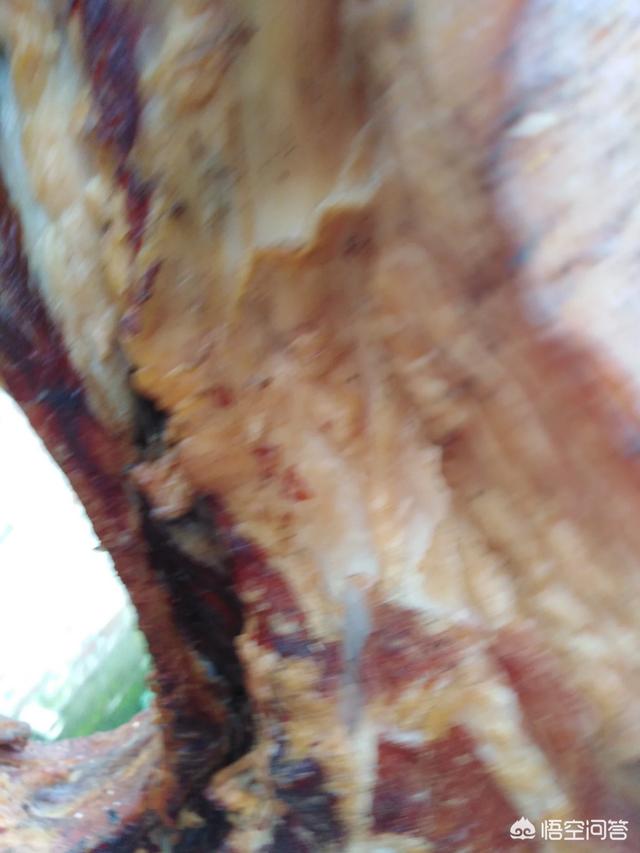 种植粮食饲养动物:是用饲料喂猪好还是用粮食喂猪好？对此你有什么看法？