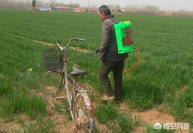 小麦蚜虫:小麦治蚜虫农药和尿素水能一起喷施吗？