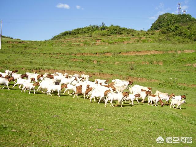 祥生牌癣螨净:羊的育肥方式有几种呢，哪一种对农民来说最划算？
