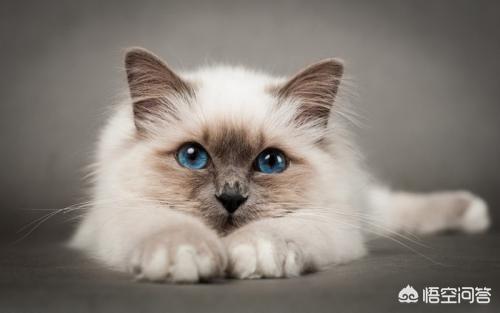 男女关系小猫一尾:家里养了一只公猫，不想给它做绝育的话，可以养个母猫陪它吗？ 男女关系小猫一尾百度云
