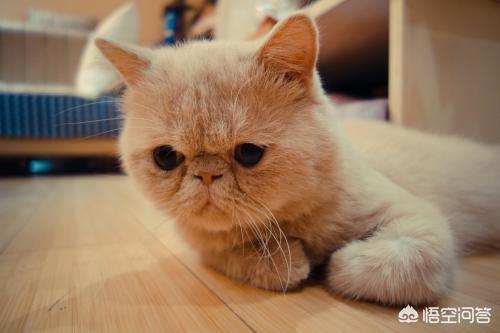 男女关系小猫一尾:家里养了一只公猫，不想给它做绝育的话，可以养个母猫陪它吗？ 男女关系小猫一尾百度云